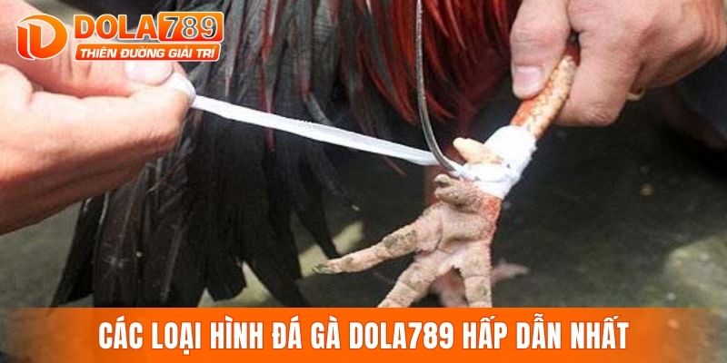 Các loại hình đá gà DOLA789 hấp dẫn nhất