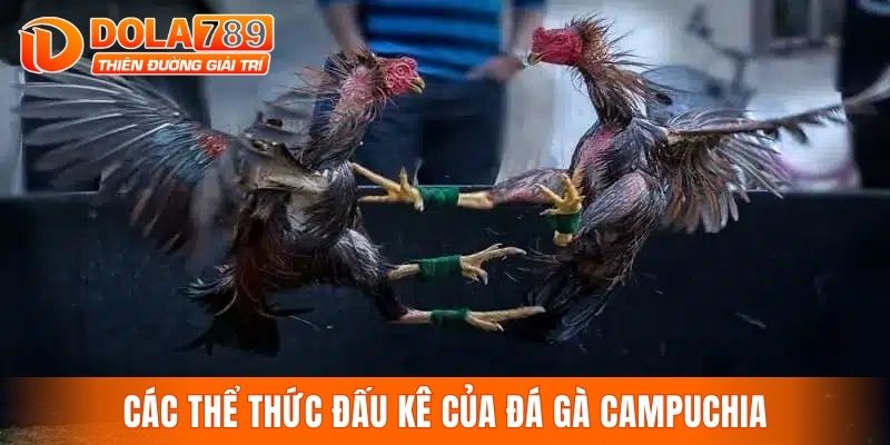 Các thể thức đấu kê của đá gà Campuchia