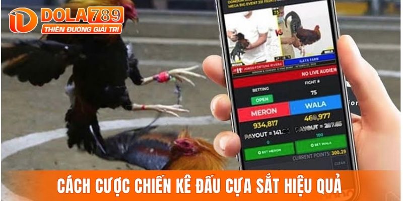 Cách cược chiến kê đấu cựa sắt hiệu quả 
