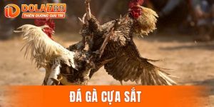 đá gà cựa sắt