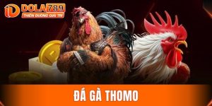 Đá gà Thomo