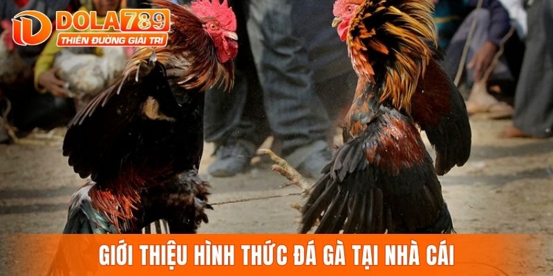 Giới thiệu hình thức đá gà tại nhà cái