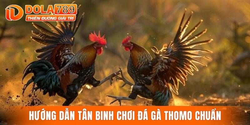 Hướng dẫn tân binh chơi đá gà Thomo chuẩn