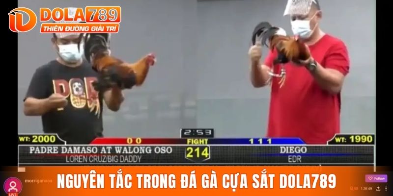Nguyên tắc trong đá gà cựa sắt DOLA789
