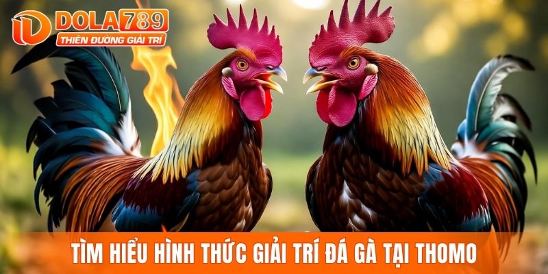 Tìm hiểu hình thức giải trí đá gà tại Thomo