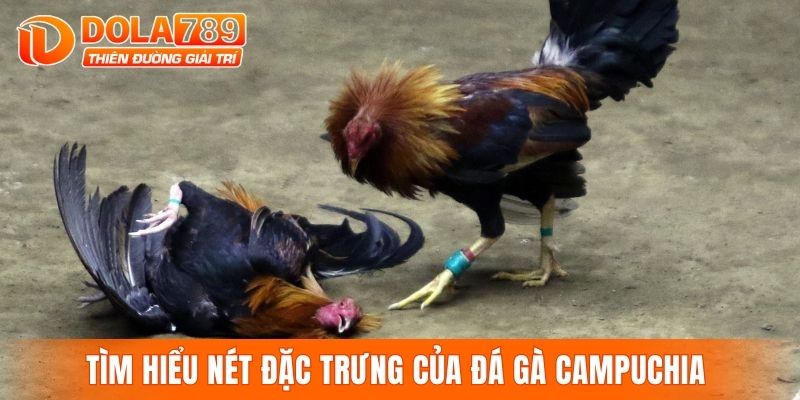 Tìm hiểu nét đặc trưng của đá gà Campuchia 