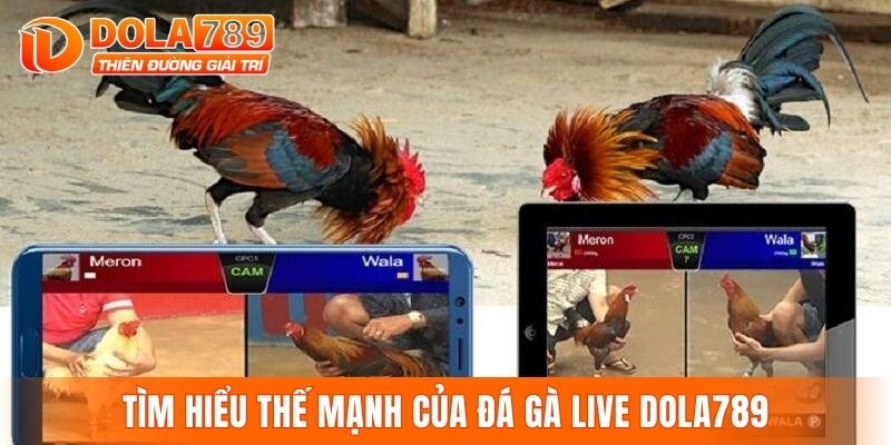 Tìm hiểu thế mạnh của đá gà live DOLA789
